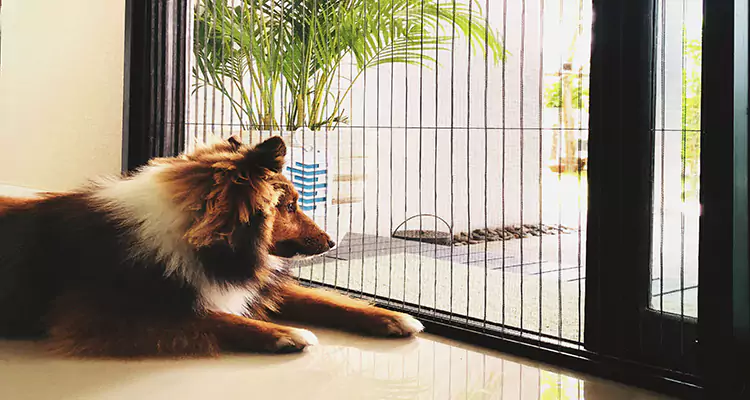 Sliding Screen Pet Door Repair in Sarasota, FL