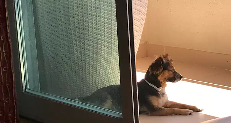 French Door Pet Screen Repair in Sarasota, FL